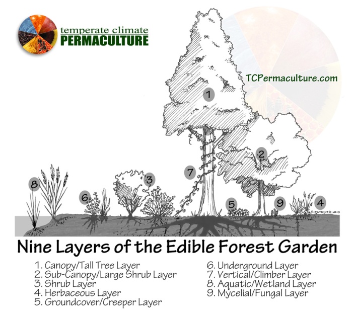 Layers_Forest_Garden_TCP